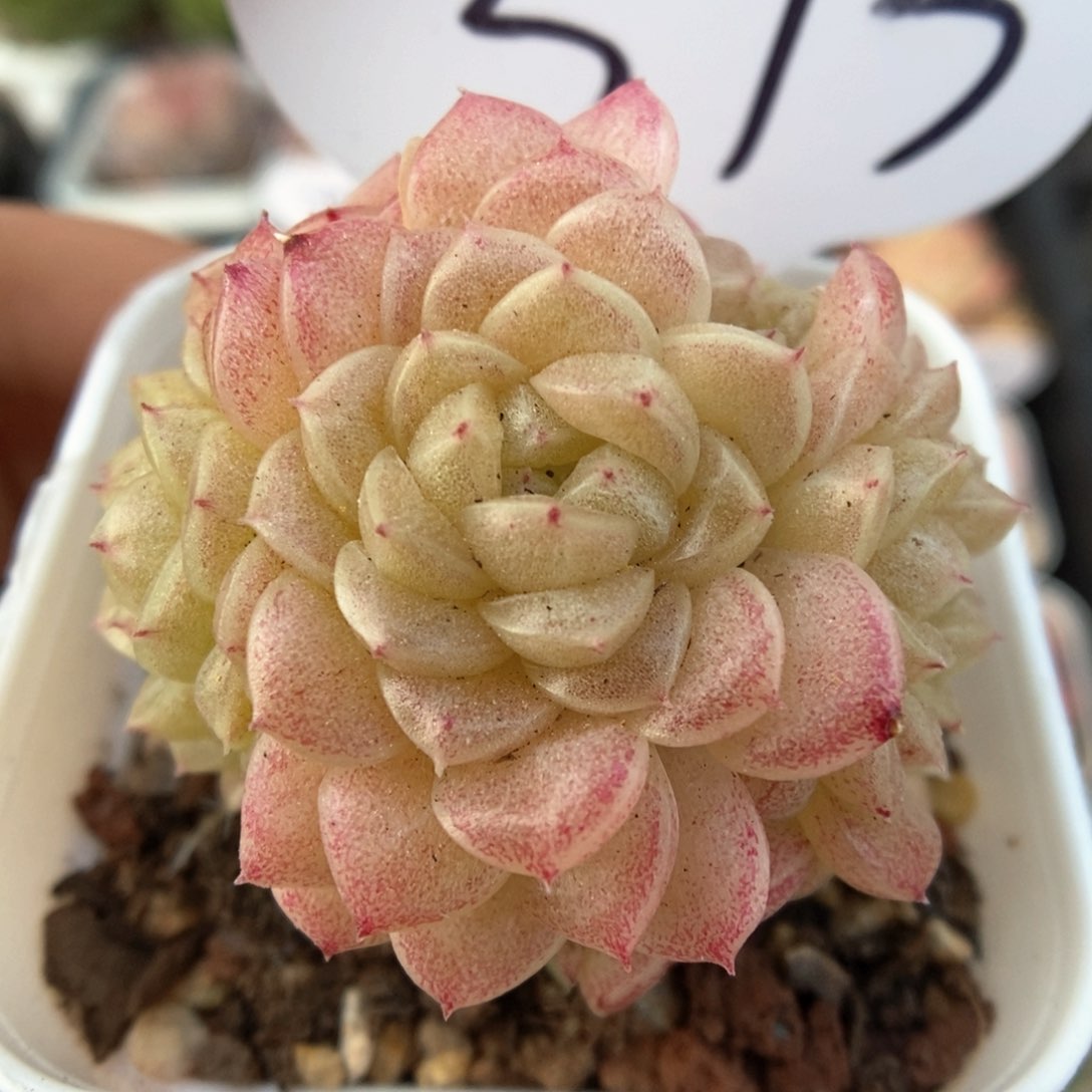 油透麦秆群生373号。