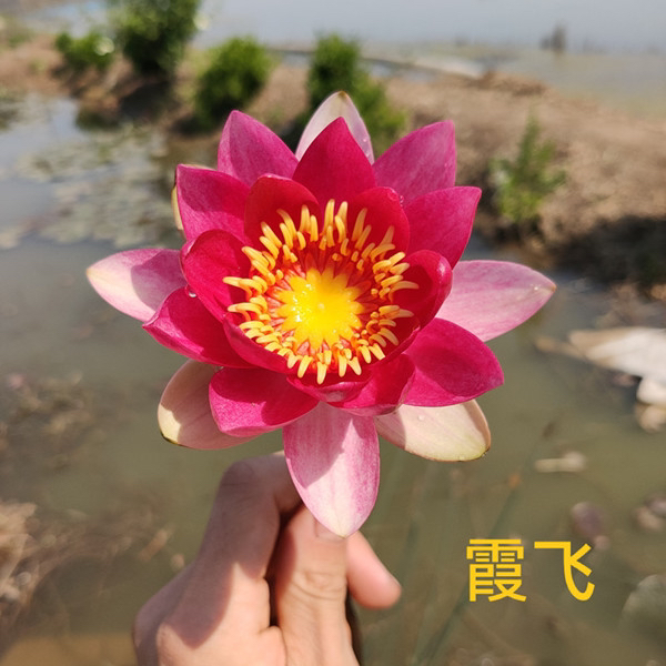 【霞飞】耐寒对版睡莲带花苞 池塘睡莲花庭院水池 水培植物鱼池睡莲