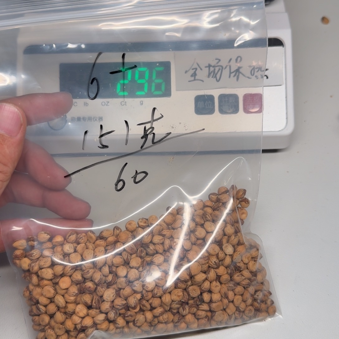 我***天吊坠柏香籽/百香籽