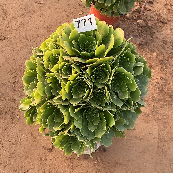 无花朵汀**贝771绿杨蓉南