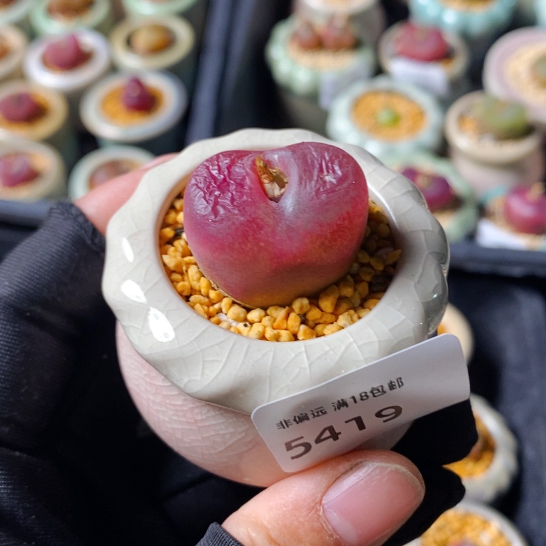 5419--一物一拍 带盆