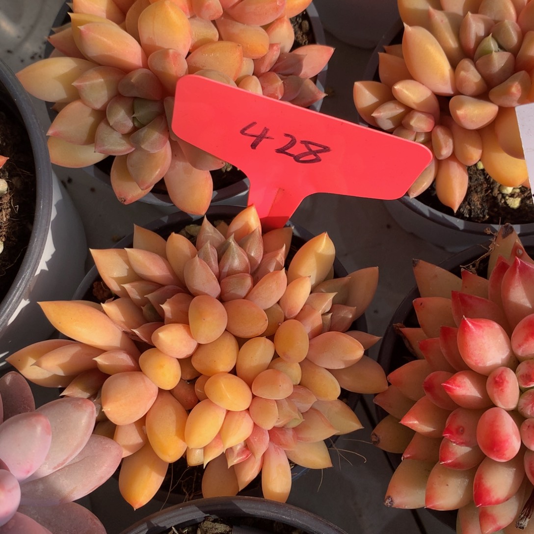 红象牙6262772727272