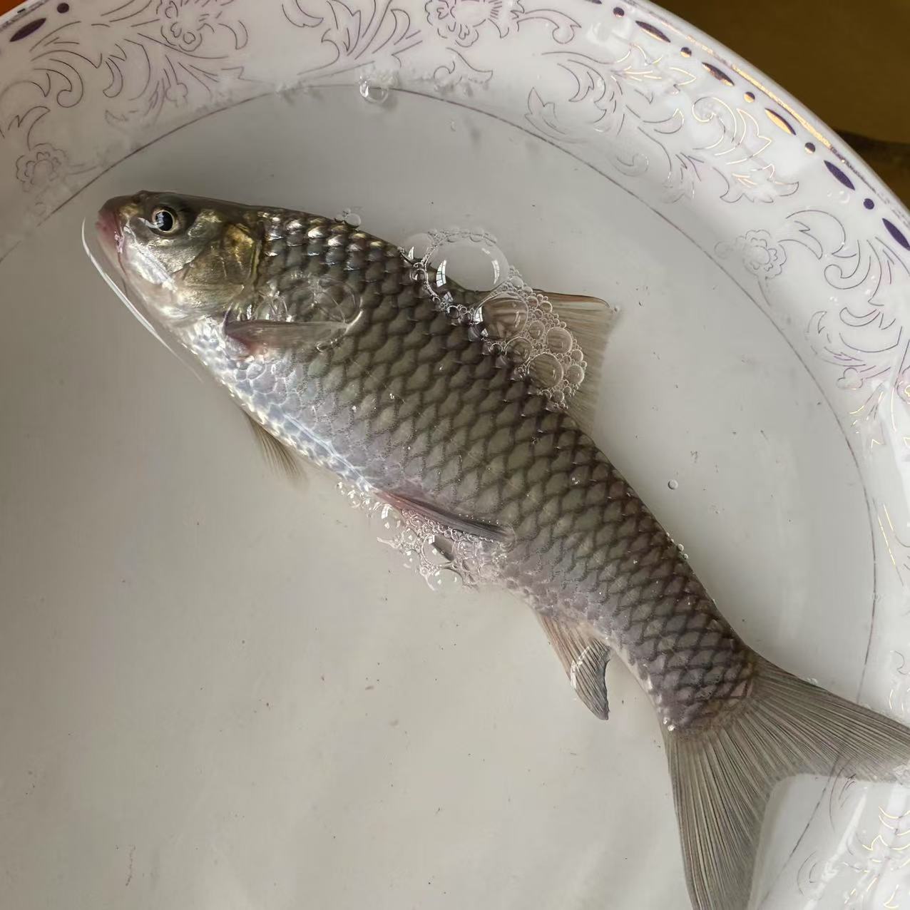 清波鱼重庆发货水族活体观赏鱼