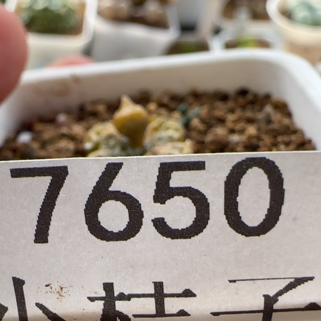 【闪购商品】.****猫7650