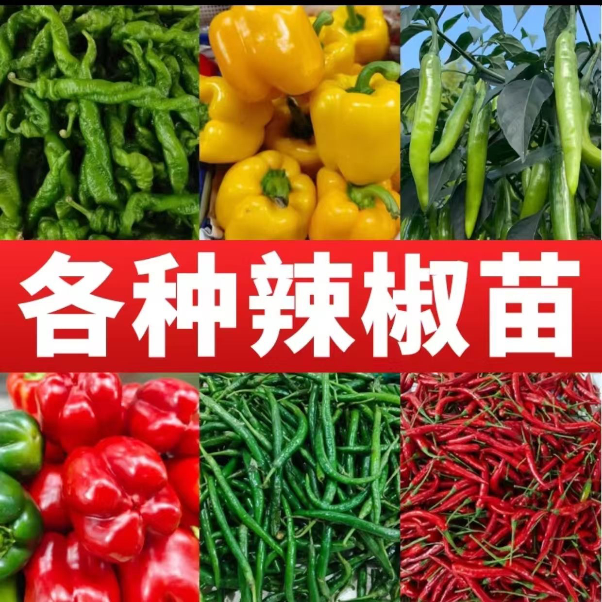 随机蔬菜苗，不指定