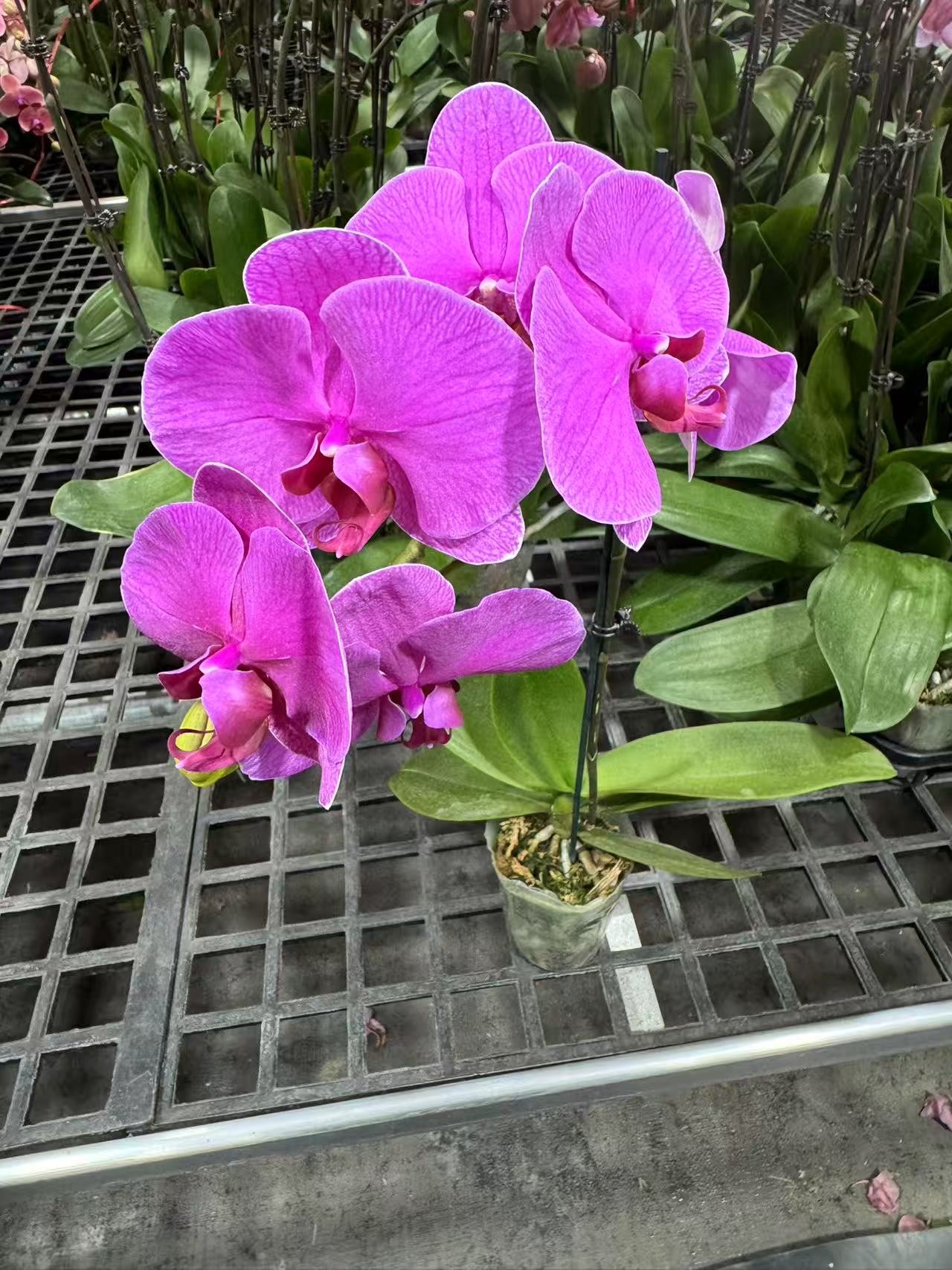 蝴蝶兰[恭喜发财]昆明直发