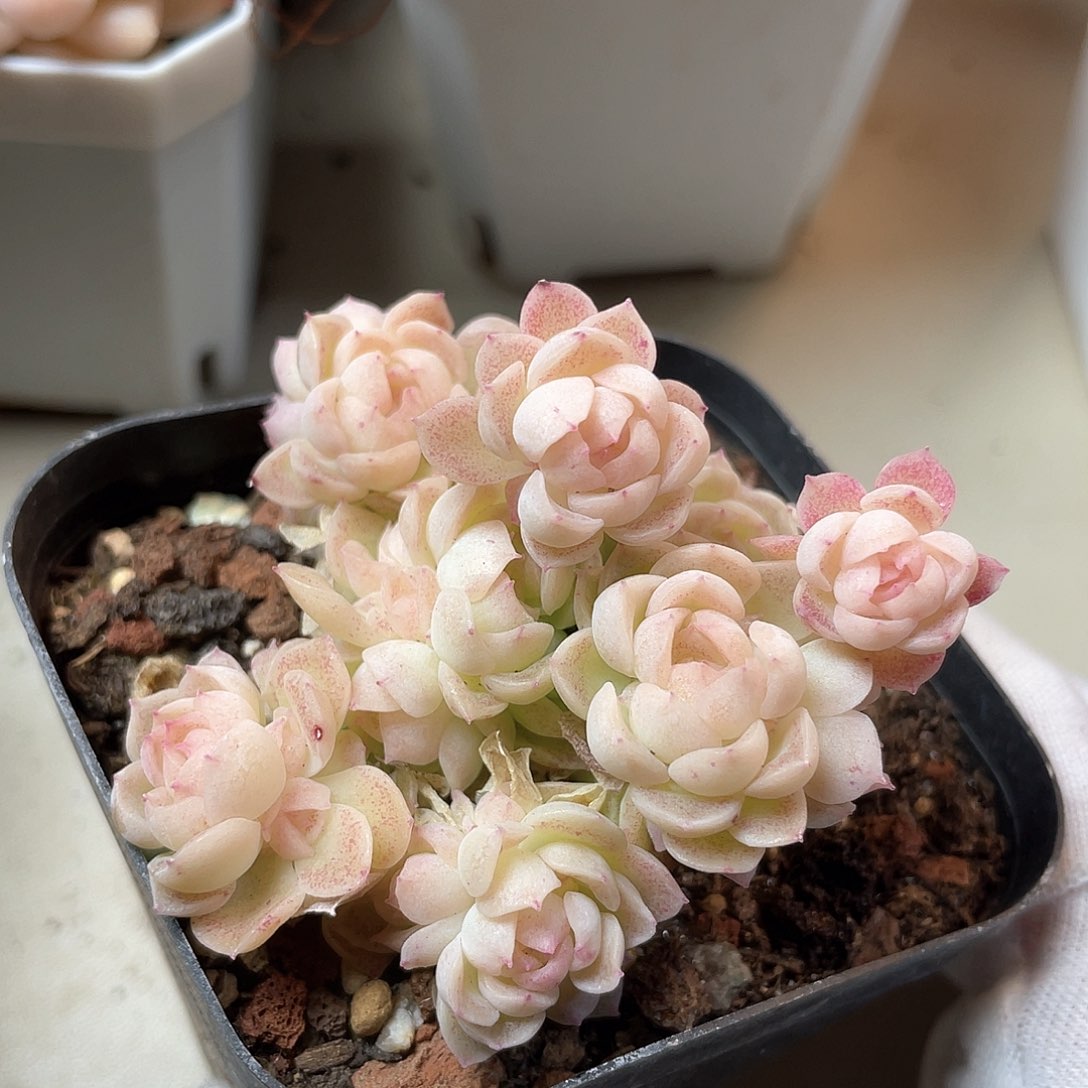 优选麦秆福利031