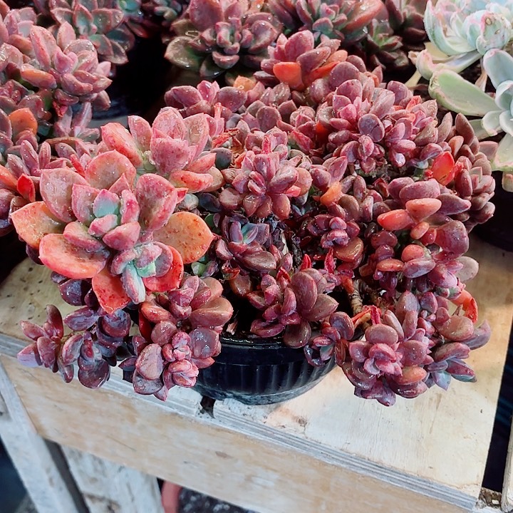 松露精品多肉盆栽植物
