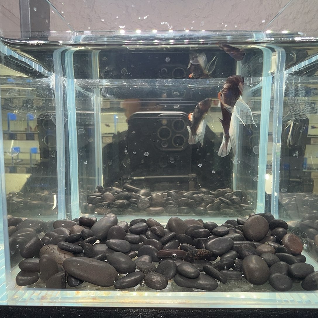斗鱼阿浩泰斗4日24号