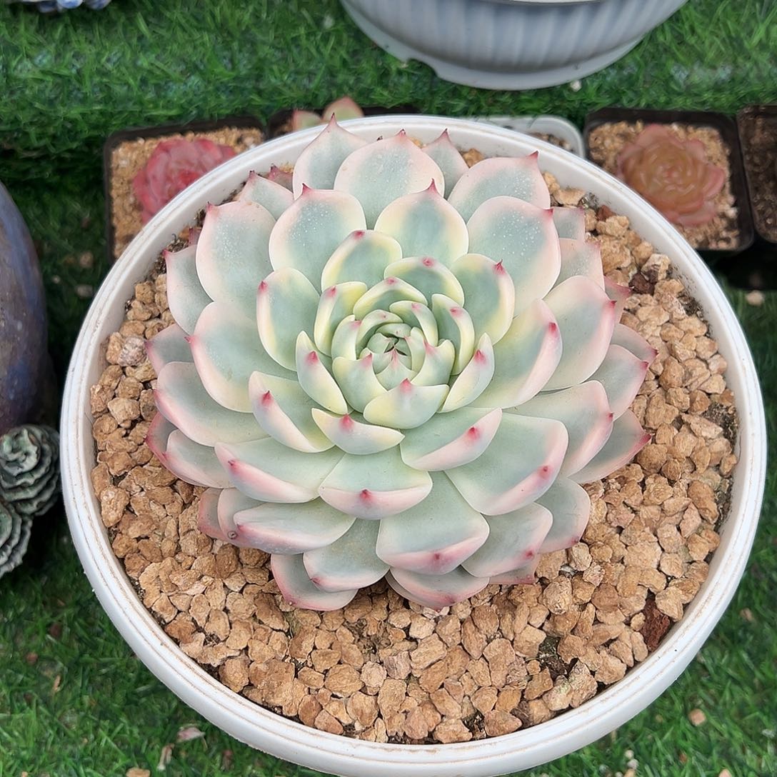 吉娃娃锦单头，一物一拍