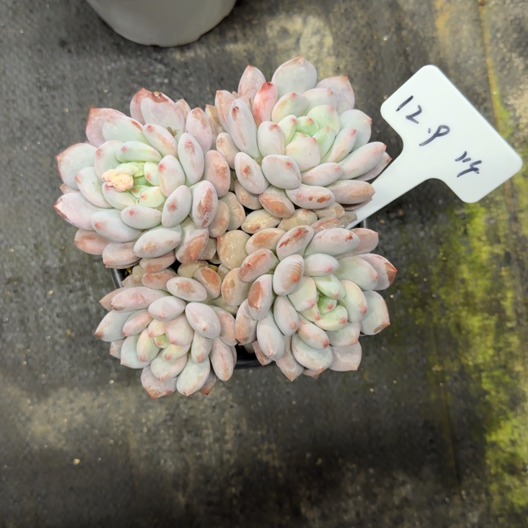 @****一物一拍半夏美人114