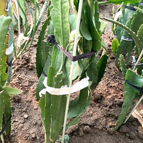 田***甜完全开放令箭何花216号