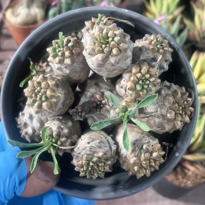 611大盆峨眉山多头