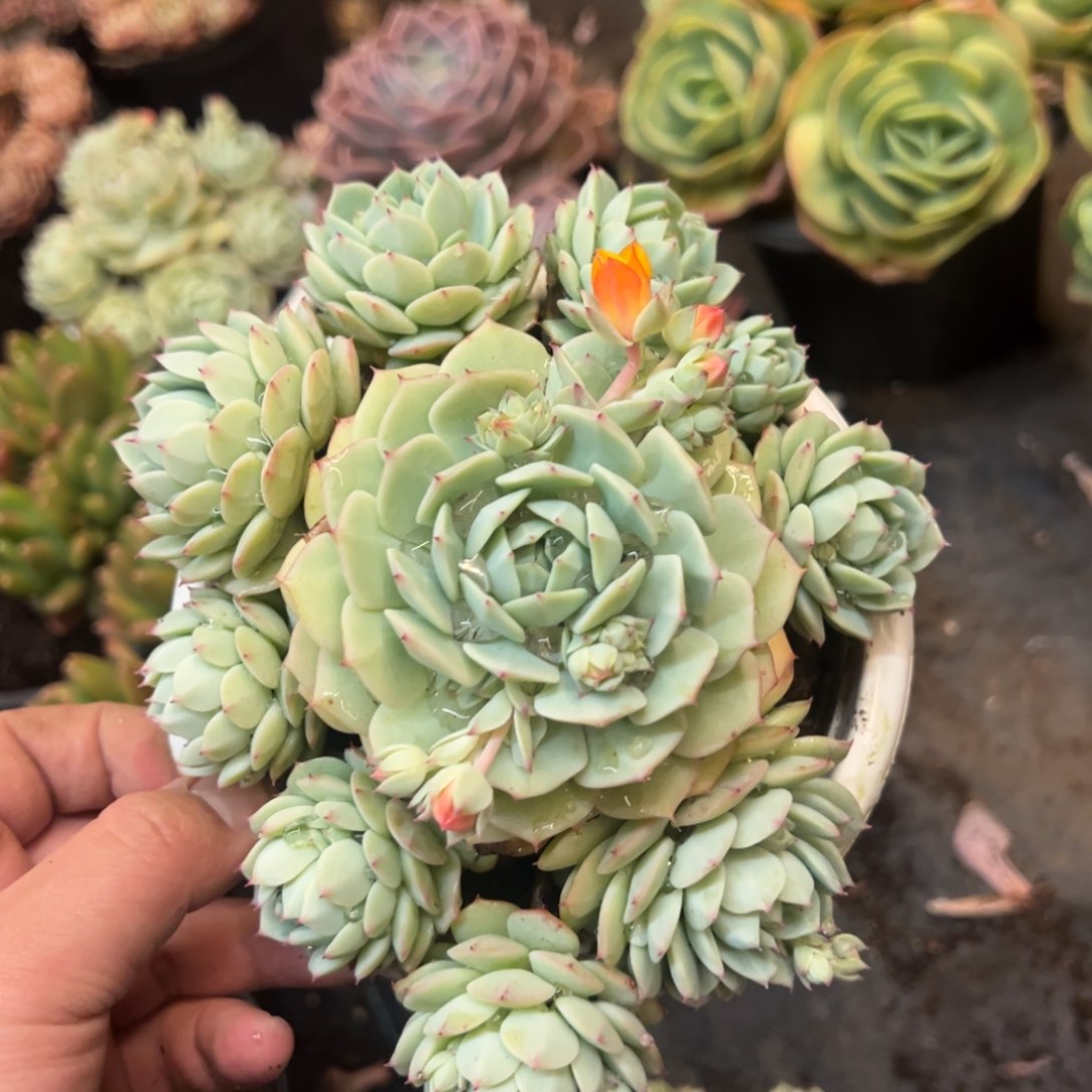 静夜手捧老桩整桩