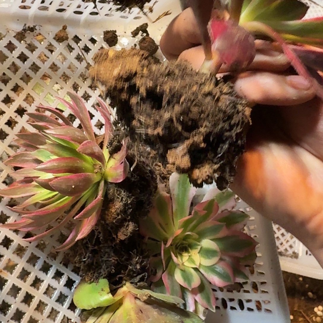 L****直播间福袋5棵苗子