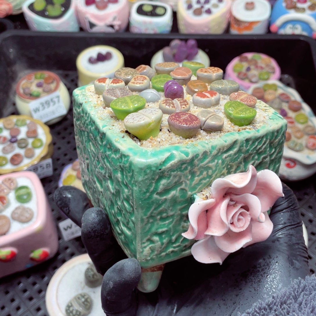 w3967--带盆土发货，零下地区拍保温箱