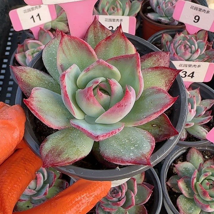 32 惊鸿仙子多肉植物6-9cm