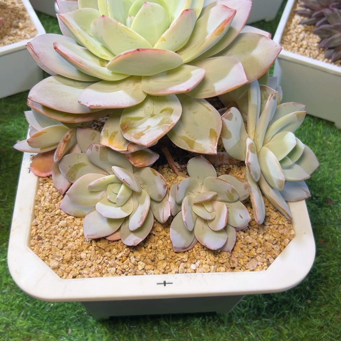 国，产，奶，茶……多头……