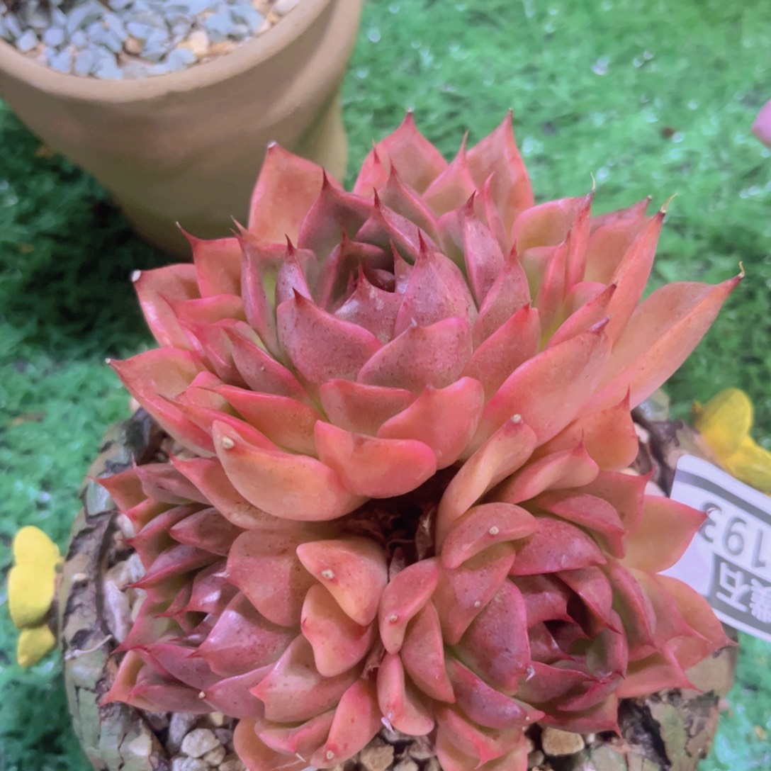 东云杂03193多肉植物