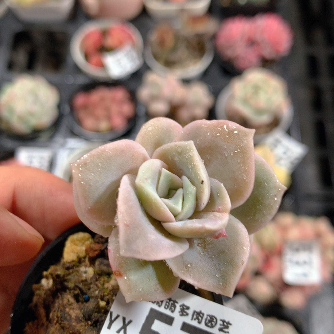 5CM拇指盆精控多肉YX574