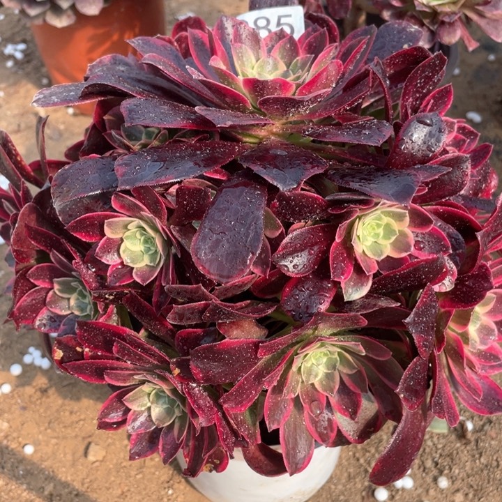 985多肉植物金丝雀