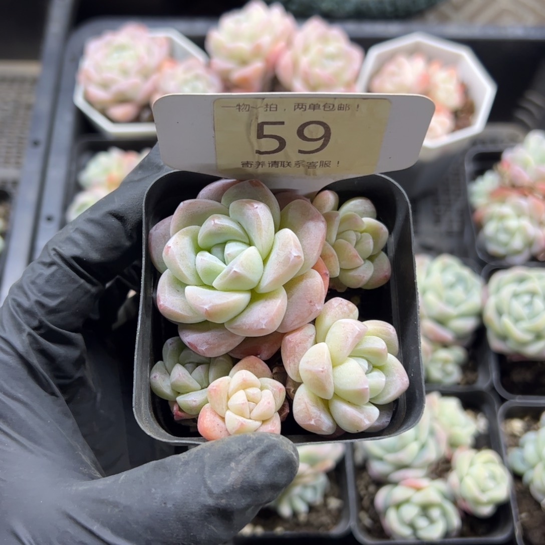 红陶一****q59号多肉植物