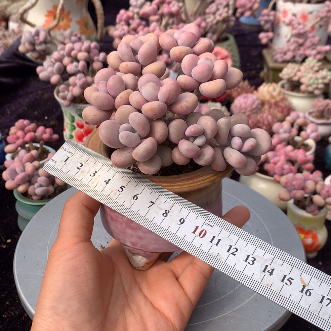 30号带盆偏远地区不包邮的