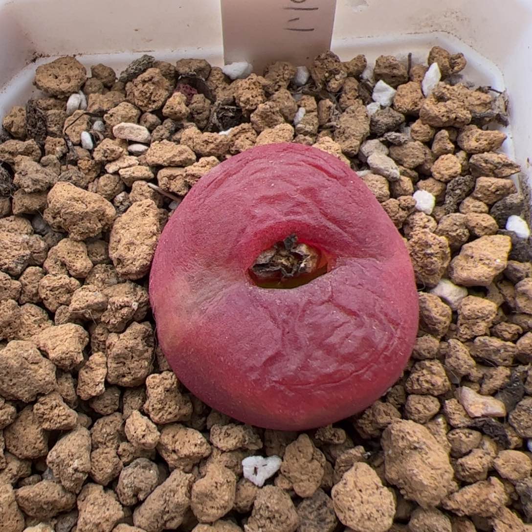 0221号蟠桃 多肉植物