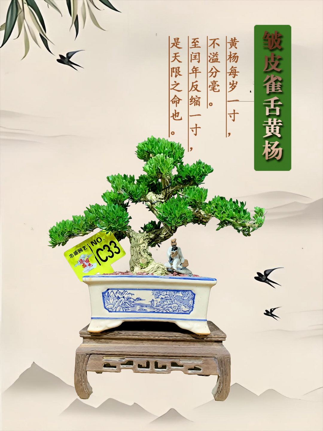 【一物一拍】精品茶台盆景小叶黄杨茶室办公桌绿植可室内外摆放植物