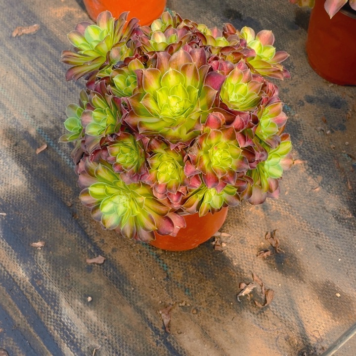 256韶华法师多肉断枝不售后