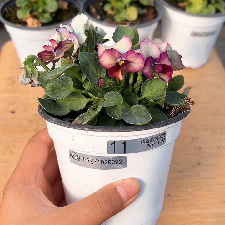 红陶抖音直播闪拍11