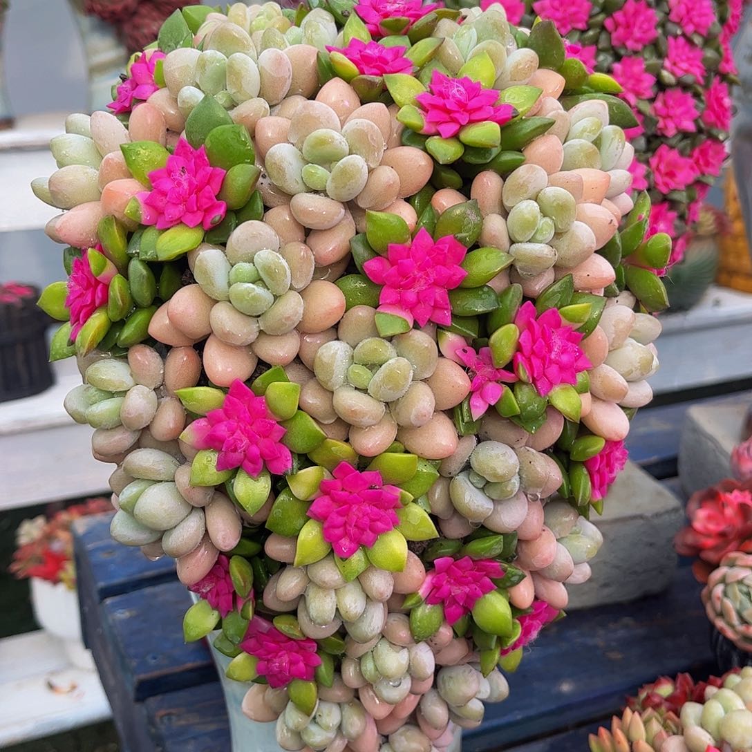 成品懒人盆景一体