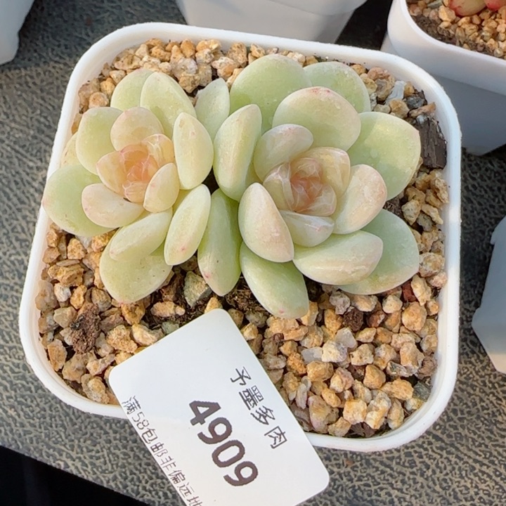 玉清风，4909多肉