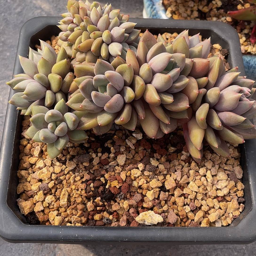 象牙缀化多肉多肉