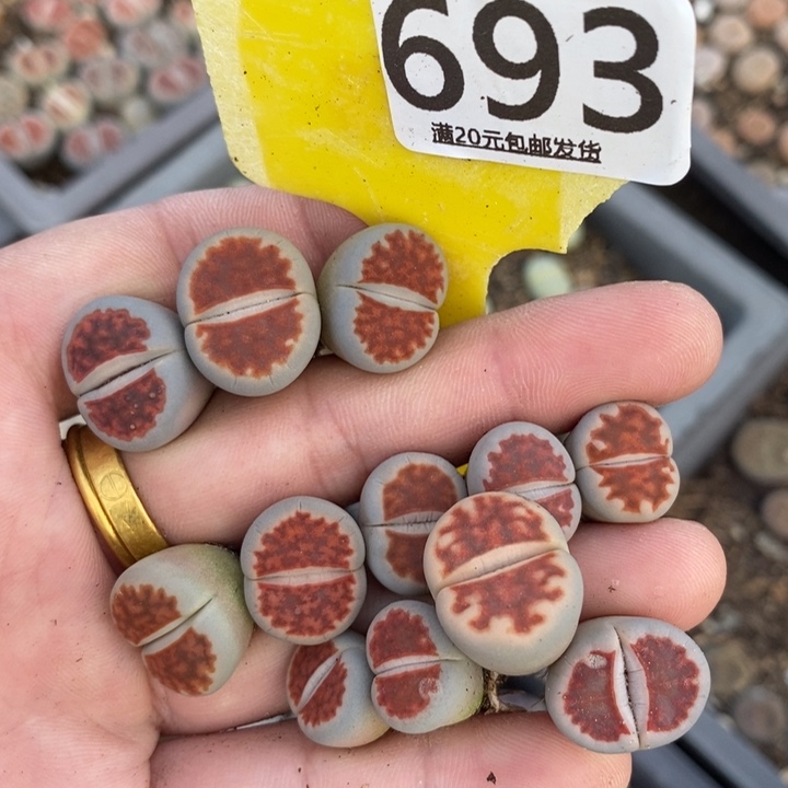 花****生石花等植物的生长693