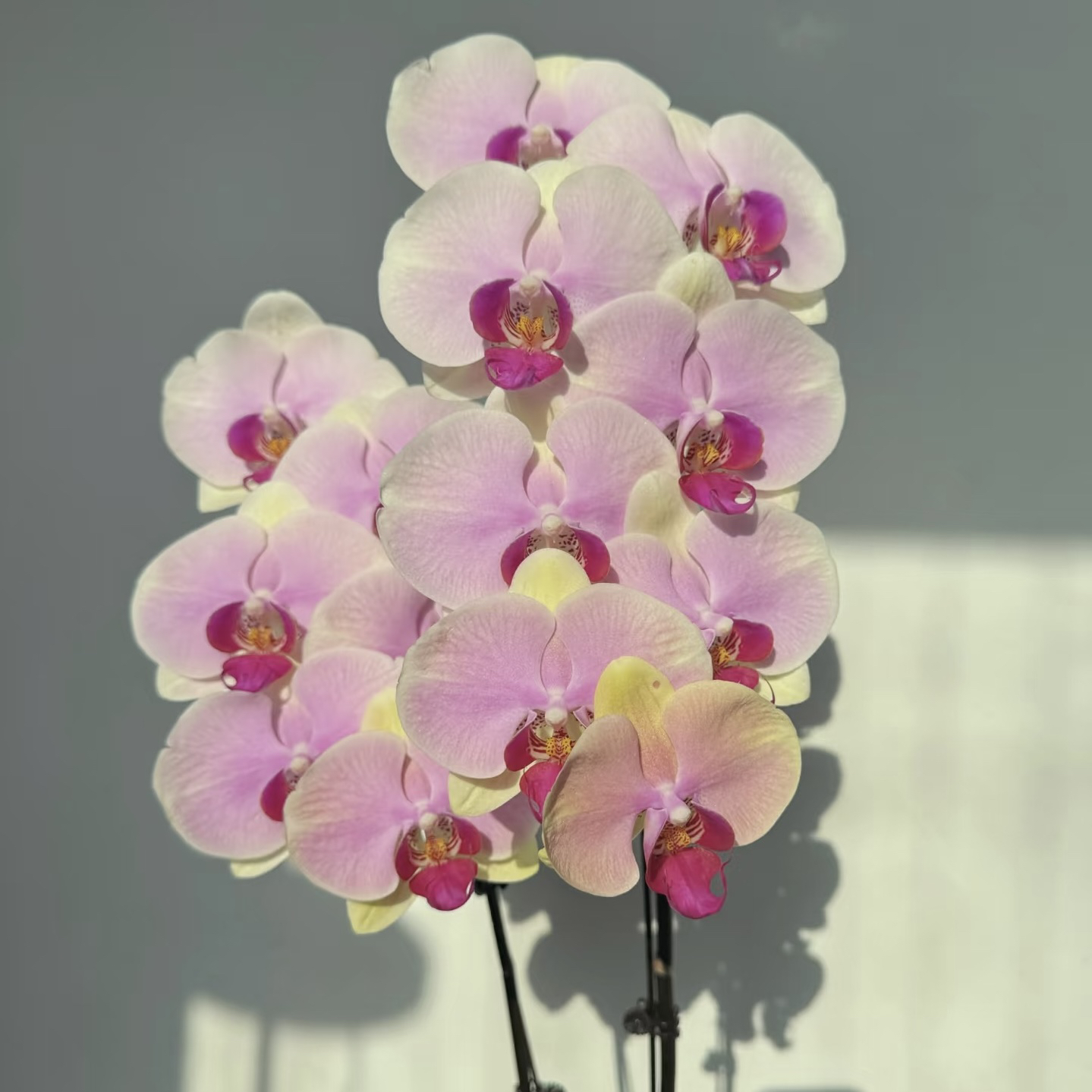 植趣【蒙娜丽莎】经典变色花3.5加高 花剑刚冒头 部分剪过自然梗