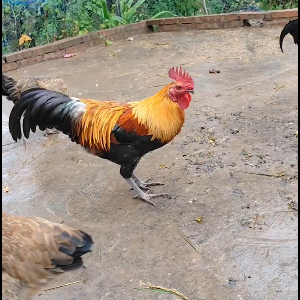 贵州农家老品种土鸡