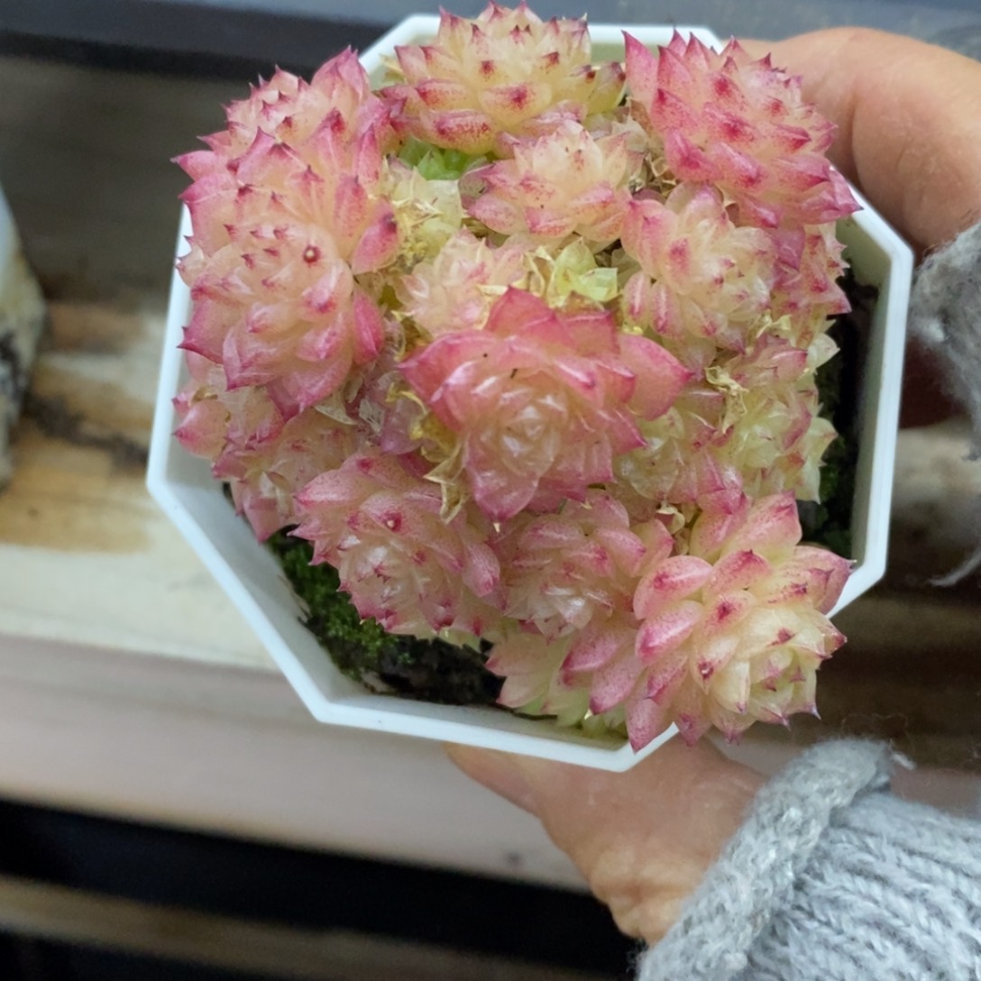 精品多肉一物一拍不包整322