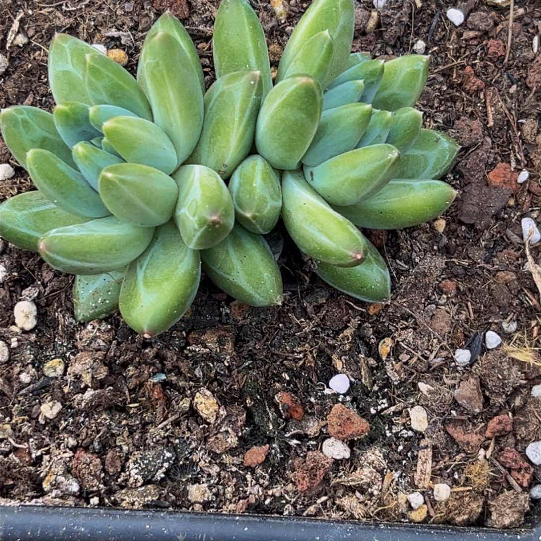 1524下午多肉植物群生