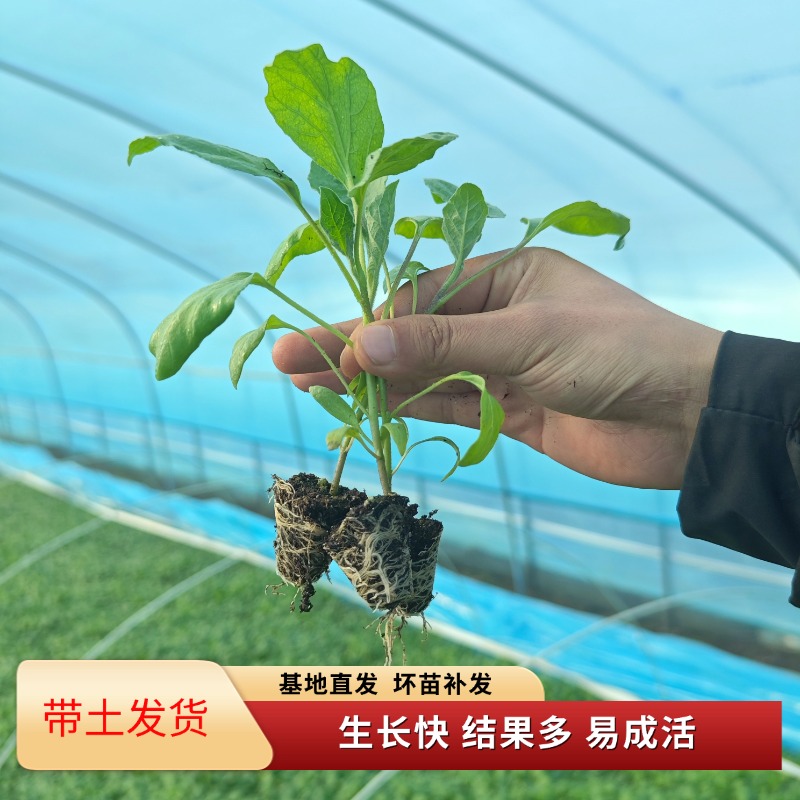 高产茄子秧苗易成活紫长茄子黑长茄子线茄青茄黑圆茄子秧苗