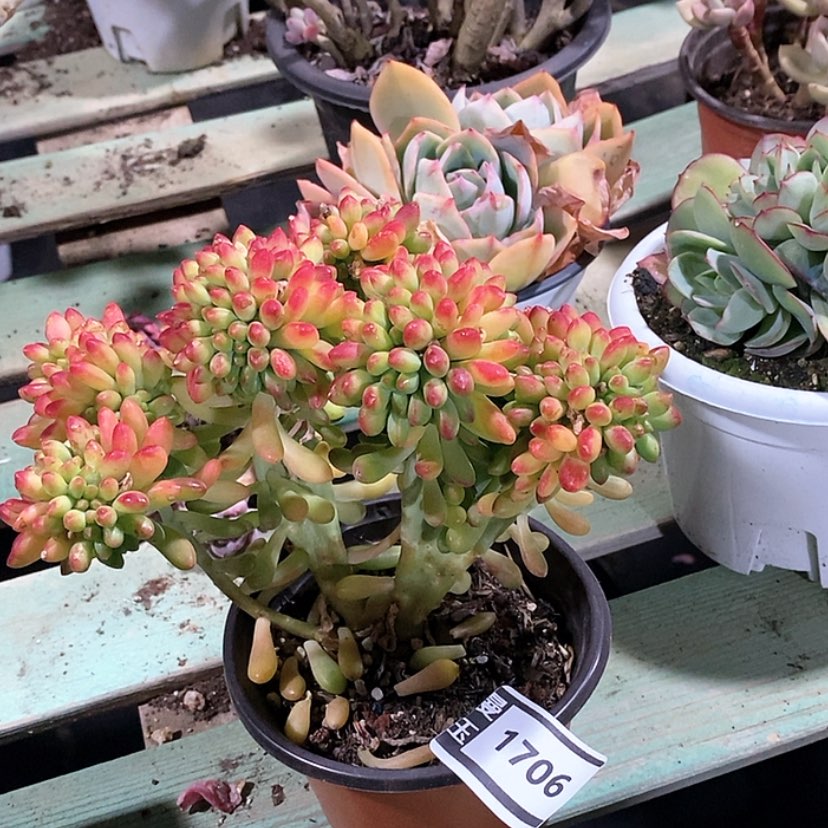 【闪购商品】柠檬手指缀1706