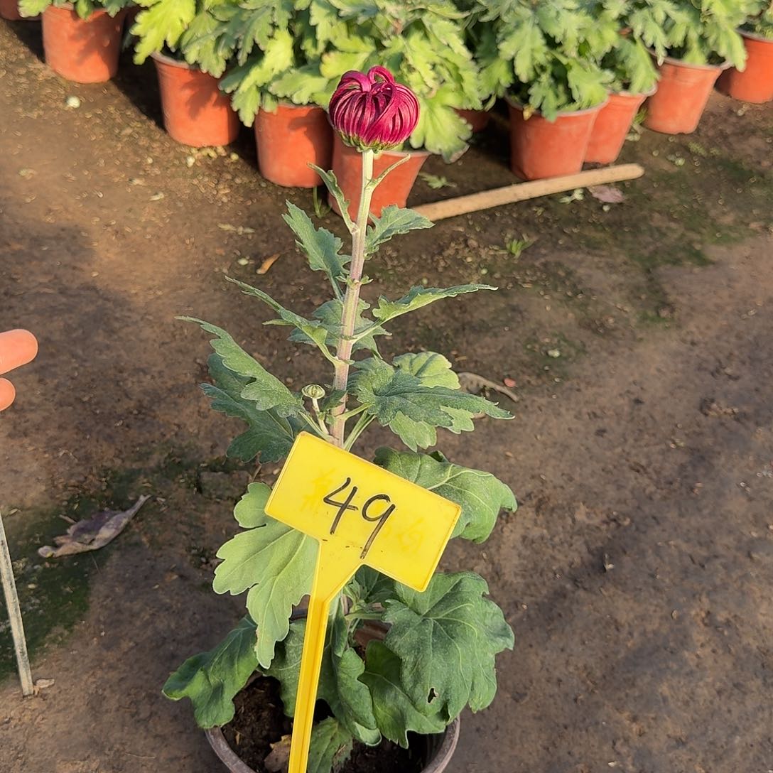 蔡***宝大部分花苞少量开放49无名紫