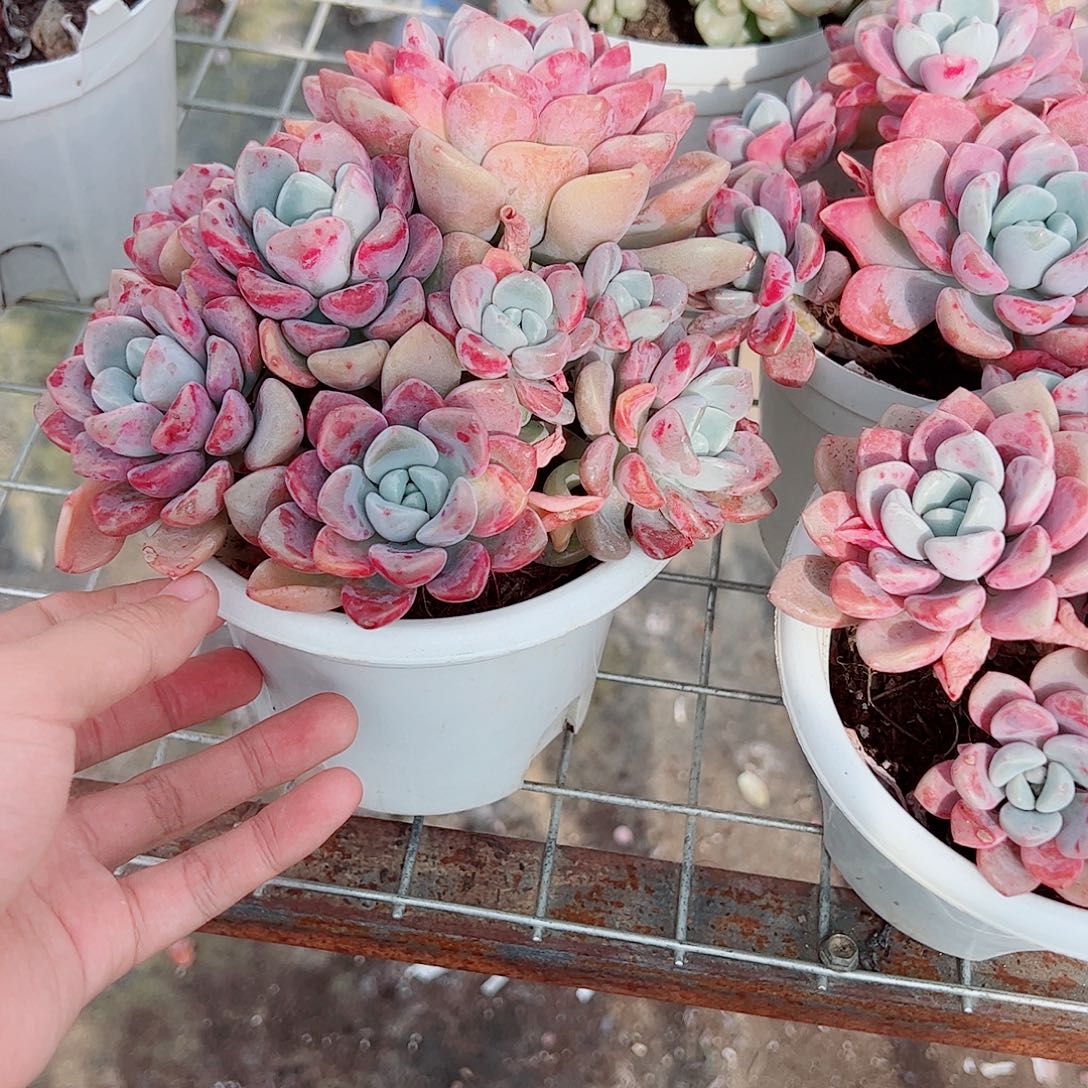 花斑露多头群生老桩