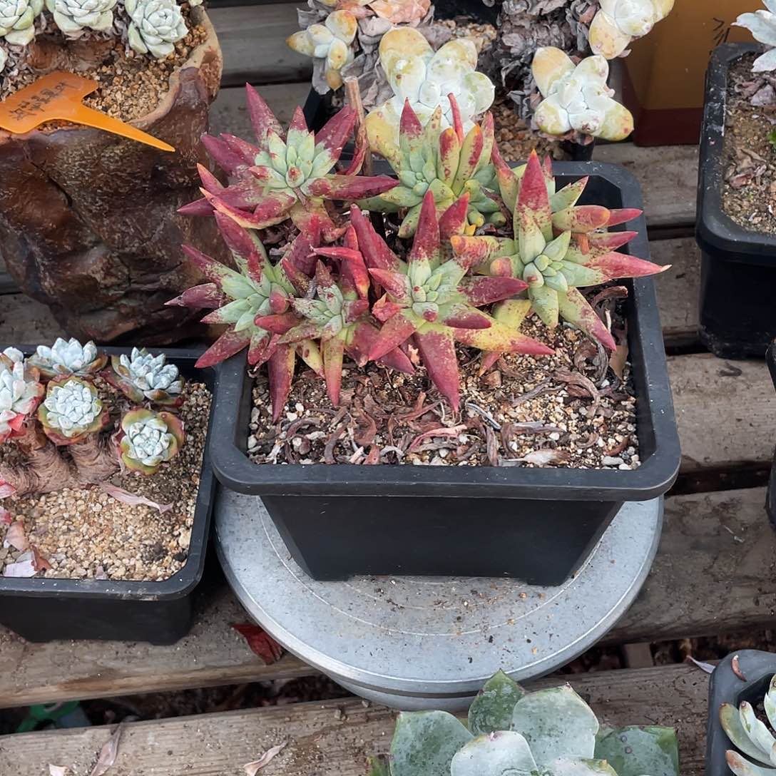 晨溪园艺仙女杯呀