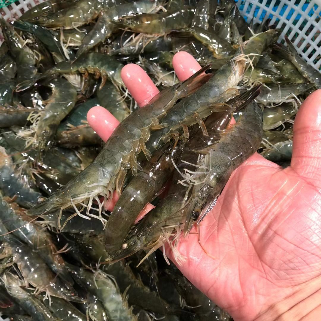 鲜活青岛大青虾 2斤装 打氧发货