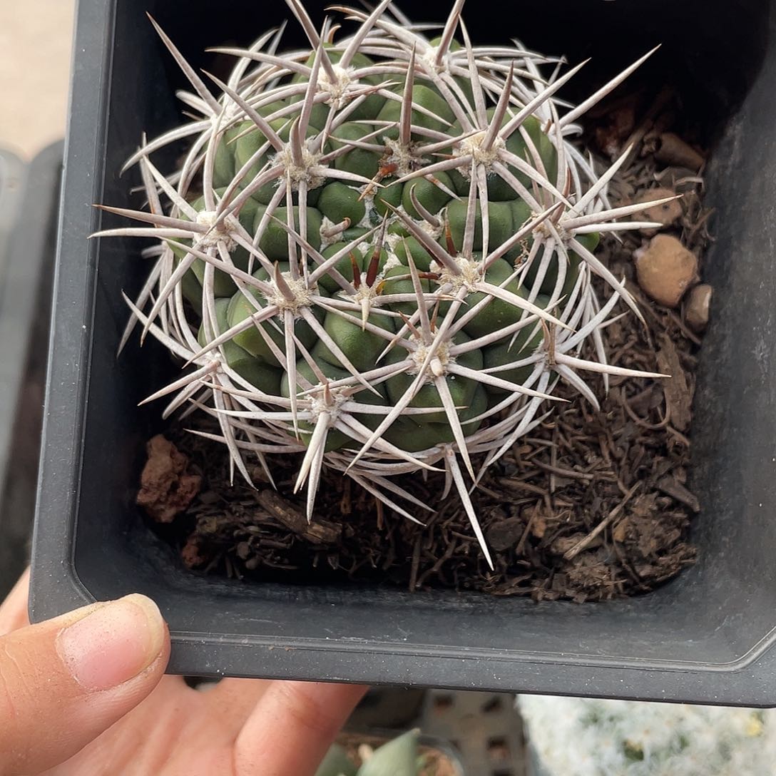 419碧岩玉仙人球植物