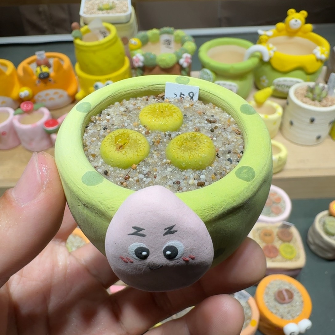 红陶蘑菇421绿光阳