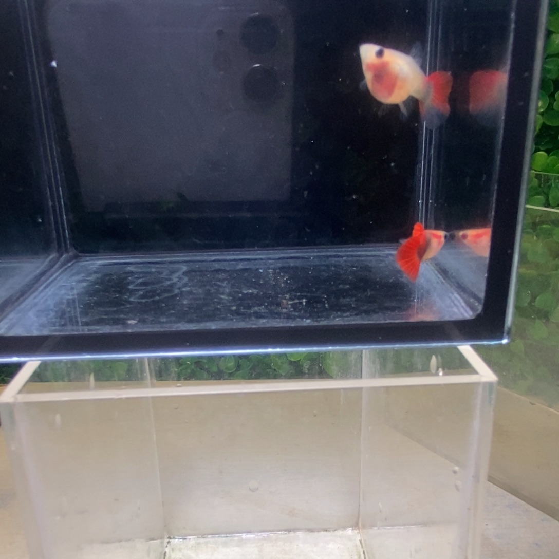 孔雀鱼红色玻璃猫一对