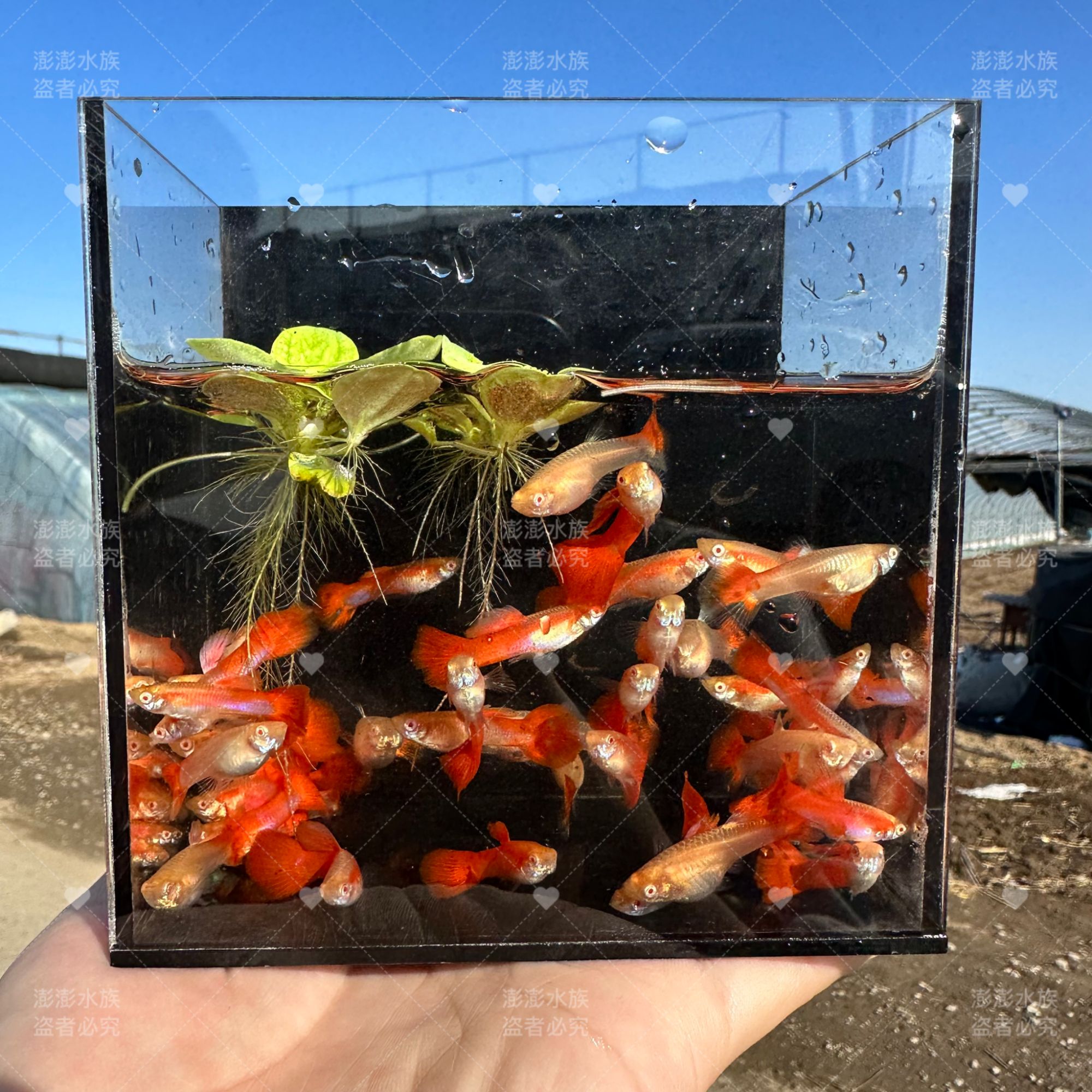 全红孔雀鱼2-3cm精品美国全红热带小型观赏鱼纯种红色小鱼种鱼肚