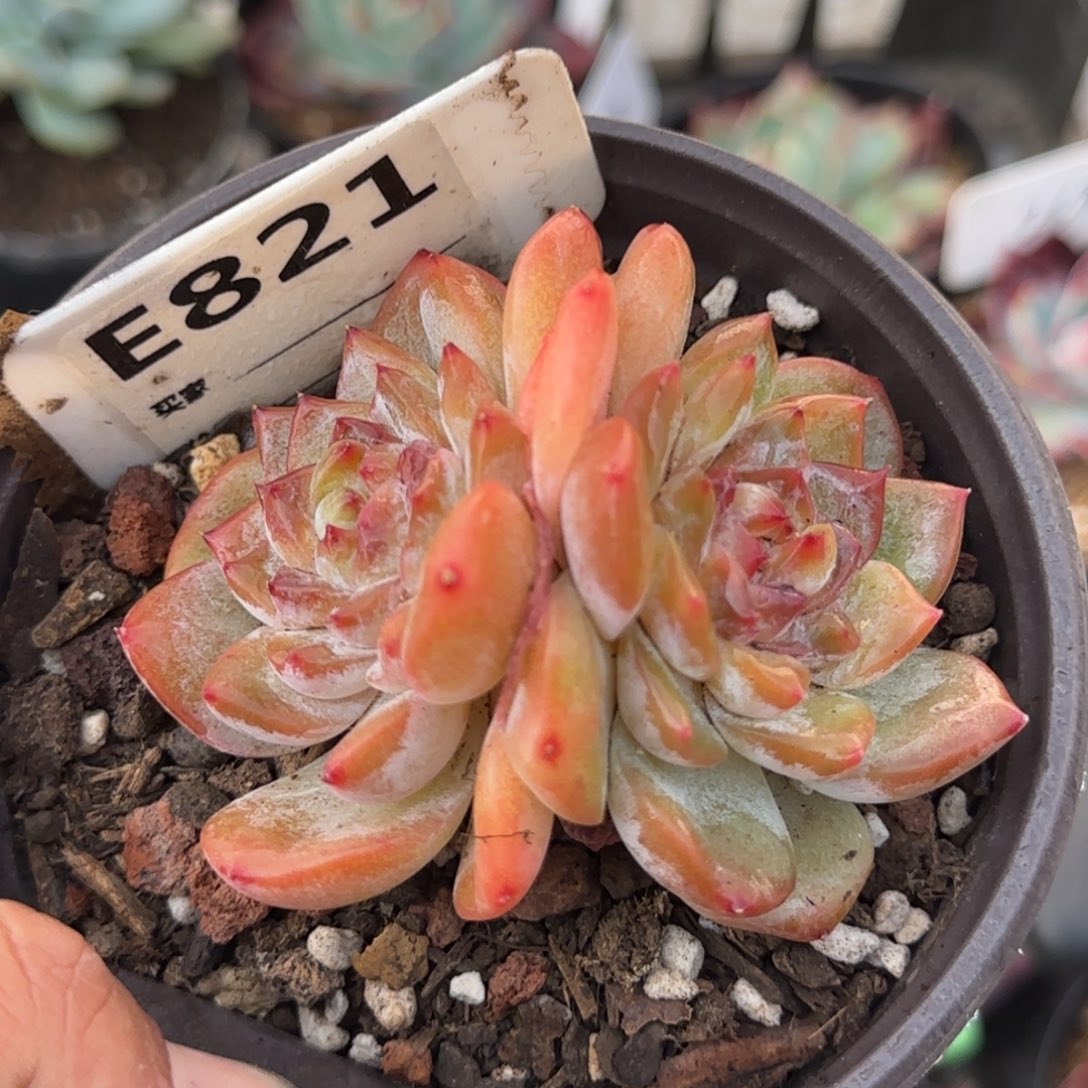 珍妮一物一拍包装收缩花旱